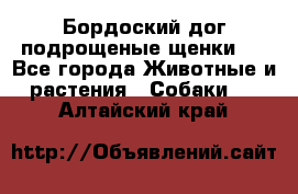 Бордоский дог подрощеные щенки.  - Все города Животные и растения » Собаки   . Алтайский край